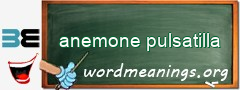 WordMeaning blackboard for anemone pulsatilla